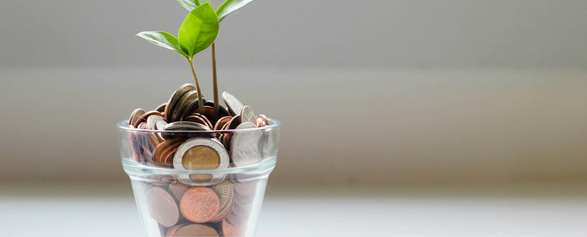plant growing out of a glass jar with money in