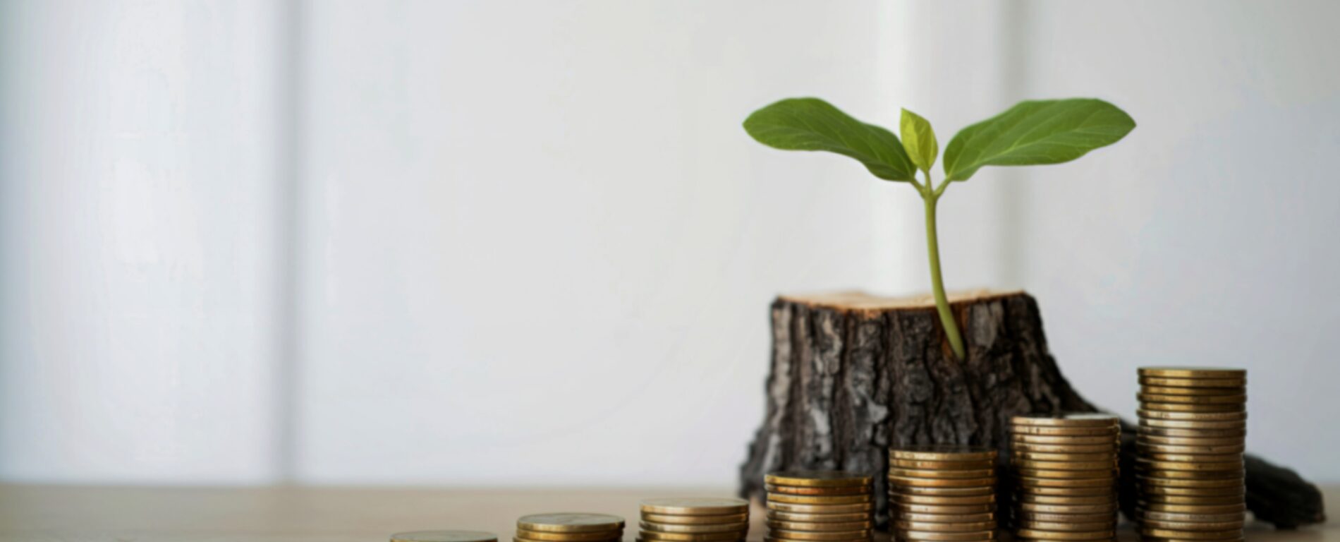 money infront of a tree stump with a plant growing